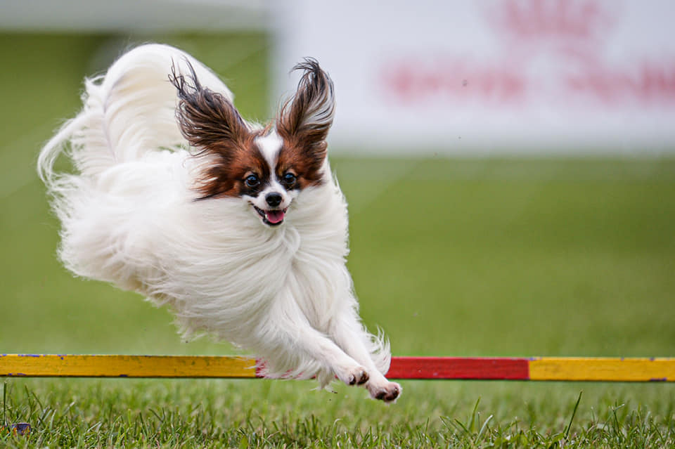 118942596 10221456195587079 824219153567786954 n