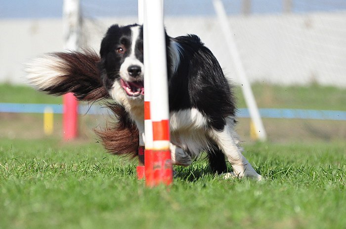 70711894 2477849912291179 7438393446932414464 n