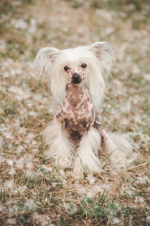 11909777 722914194481847 1718990915 n