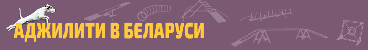 Аджилити в Беларуси